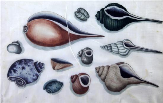 Four Chinese pith paintings of shells, first half 19th century, 18 x 27cm, later mounted, framed and glazed